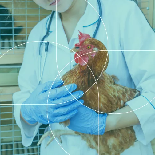 Veterinarian holding a roaster