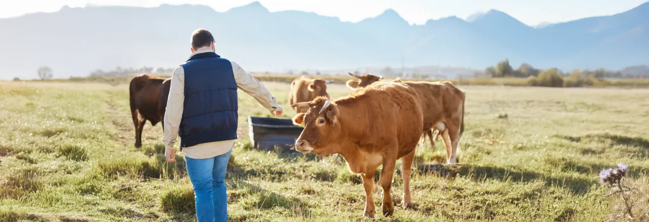 First vaccine against epizootic haemorrhagic disease in cattle